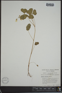 Oxalis grandis image