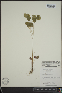 Oxalis grandis image