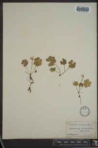 Oxalis montana image