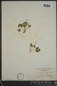 Oxalis montana image