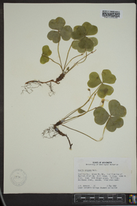 Oxalis oregana image