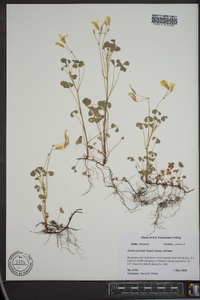 Oxalis priceae image