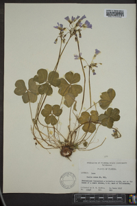 Oxalis rubra image