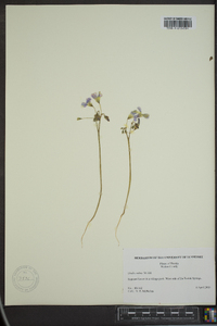 Oxalis rubra image