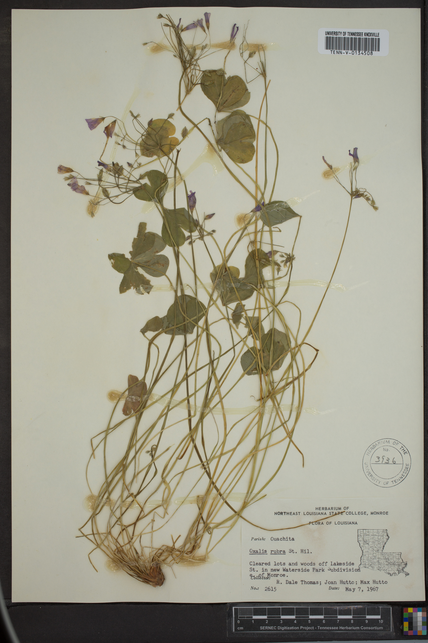Oxalis rubra image