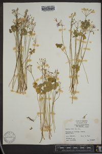 Oxalis rubra image