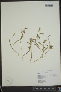 Oxalis rubra image