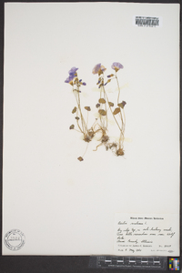 Oxalis violacea image