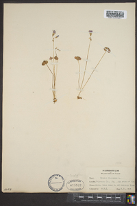 Oxalis violacea image