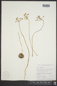 Oxalis violacea image