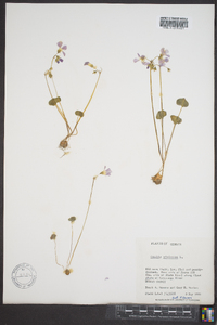 Oxalis violacea image