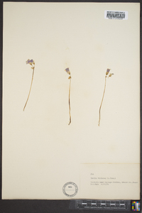 Oxalis violacea image