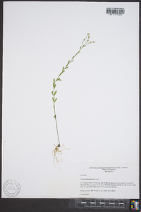 Linum intercursum image