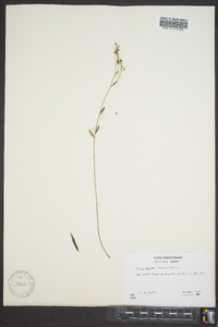 Linum medium var. texanum image