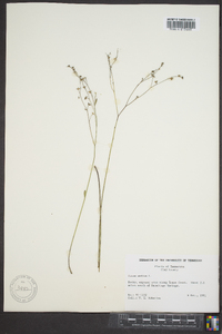 Linum medium var. texanum image