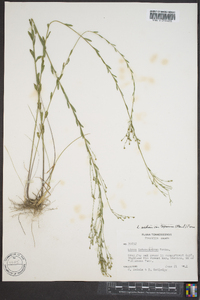 Linum medium var. texanum image