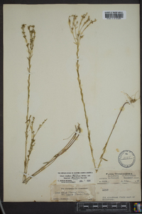 Linum medium var. texanum image