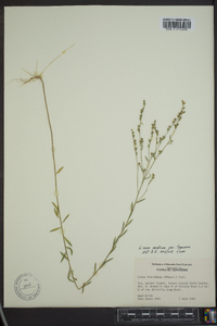 Linum medium var. texanum image