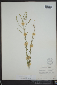 Linum medium var. texanum image