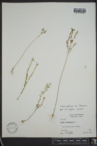 Linum medium var. texanum image