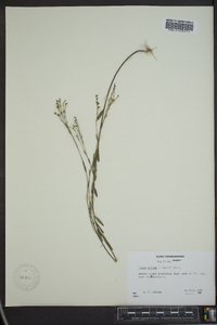 Linum medium var. texanum image