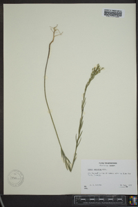 Linum sulcatum image