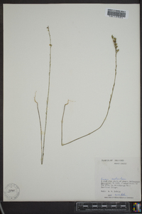 Linum sulcatum image