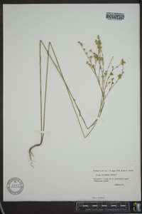 Linum sulcatum image