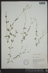 Linum virginianum image