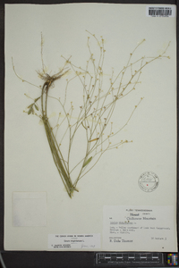 Linum virginianum image