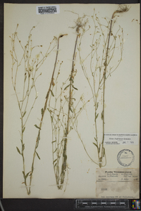 Linum virginianum image