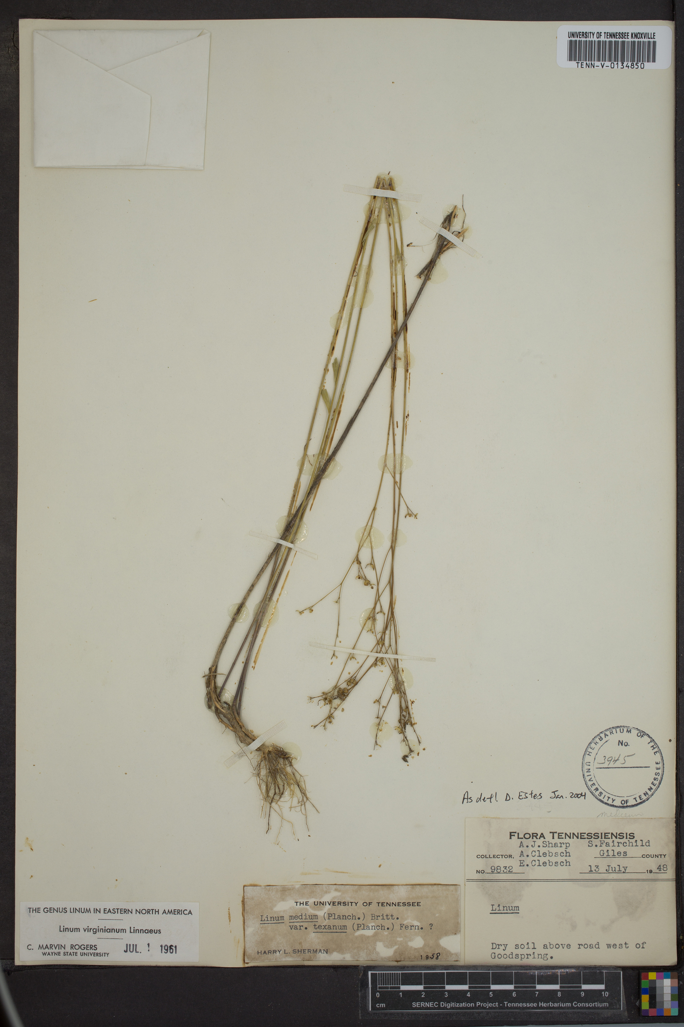 Linum virginianum image