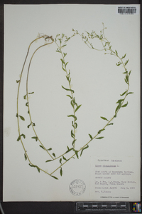 Linum virginianum image