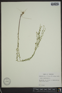 Linum virginianum image