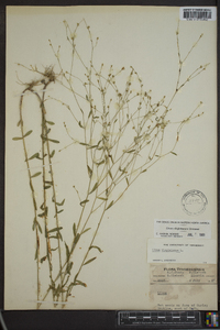 Linum virginianum image