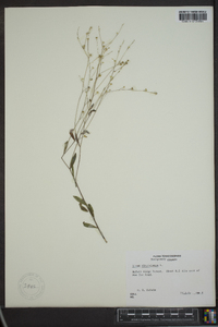 Linum virginianum image