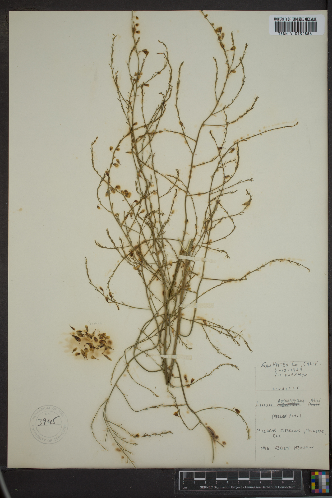 Linum adenophyllum image