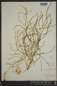 Linum adenophyllum image