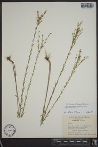 Linum floridanum image