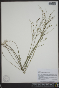 Linum floridanum image