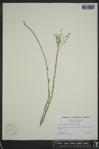 Linum floridanum image