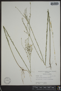 Linum floridanum image