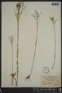 Linum floridanum var. intercursum image