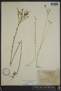 Linum floridanum image