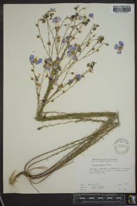 Linum lewisii image