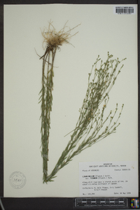 Linum medium var. texanum image