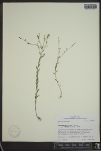 Linum medium var. texanum image