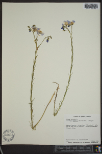 Linum lewisii var. lewisii image