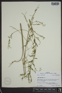 Linum striatum image