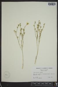 Linum sulcatum image